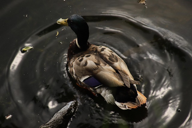 Undgå faldgruberne: Almindelige fejl i krydsord og hvordan du undgår dem