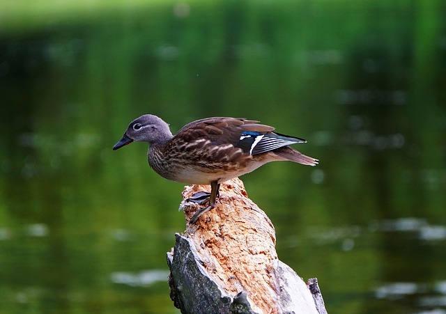Ordspillenes kunst: Sådan udvider du dit krydsords-vokabular