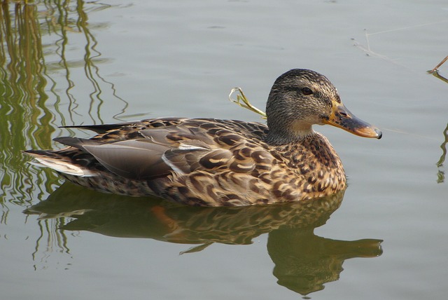 Glem ikke blyanten: Krydsordstips for både unge og ældre