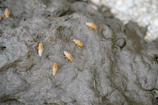 Kan man prutte for meget? Når gasser bliver et problem