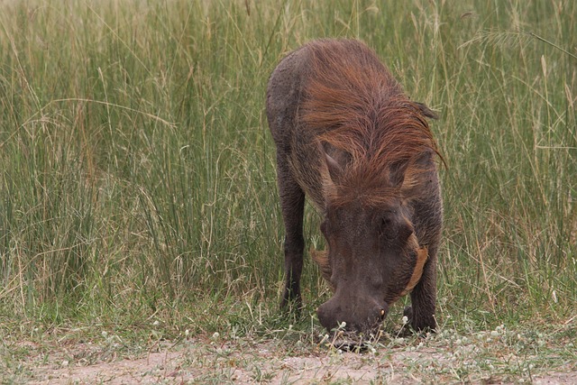 Fra album til animation: Hvordan asterix kæmpede sig til olympen
